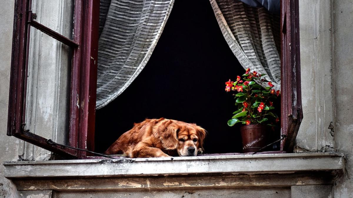 caine-casa-treburi-de-facut_54270500