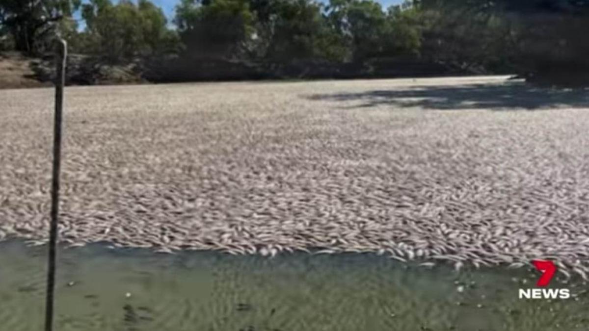 pesti-morti-australia_89580000