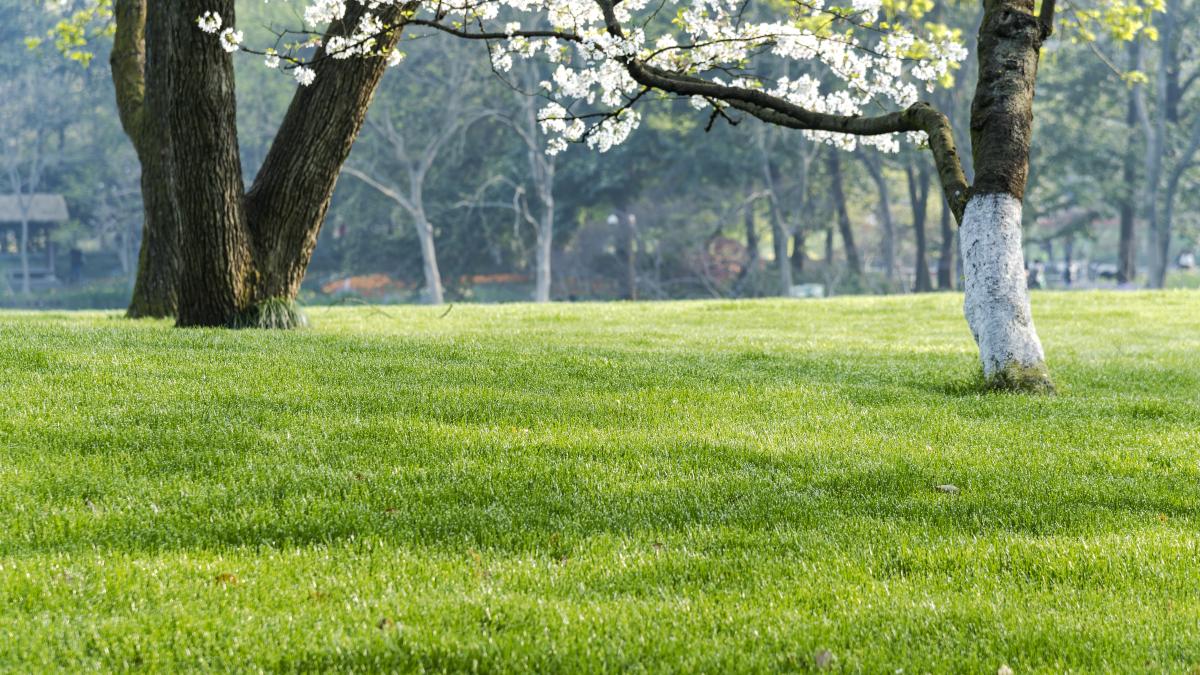 pomi-varuiti_57769500