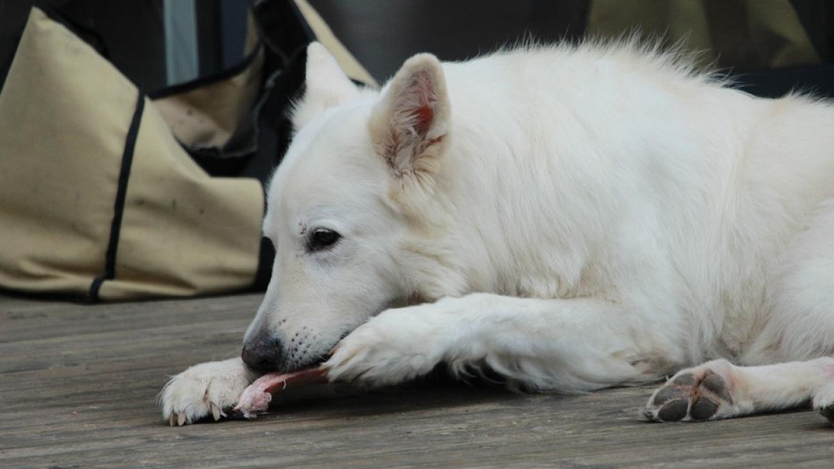 caine-dulciuri-mancare_35722300