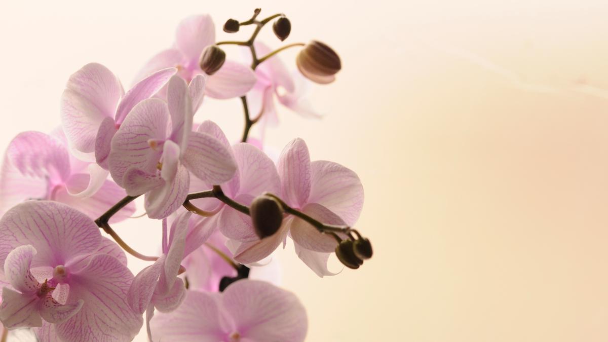 spiranthes-hachijoensis_11474800