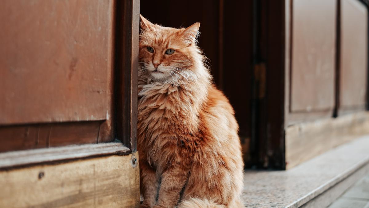 cinci-greseli-pe-care-le-faci-cand-iti-iei-pisica--asa-ajung-animalele-sa-fie-abandonate-pe-strada_82116300