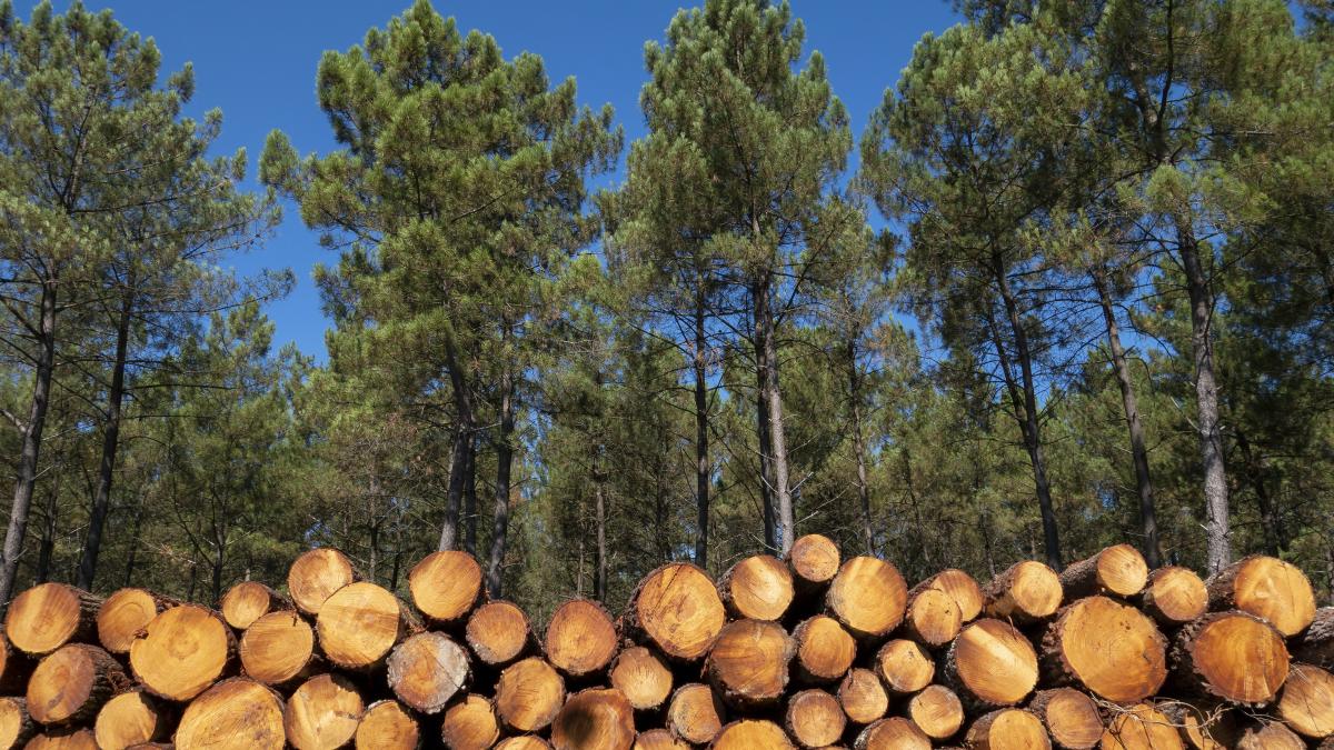 sindicatele-din-silvicultura-oprirea-instrainarii-padurilor_91199000