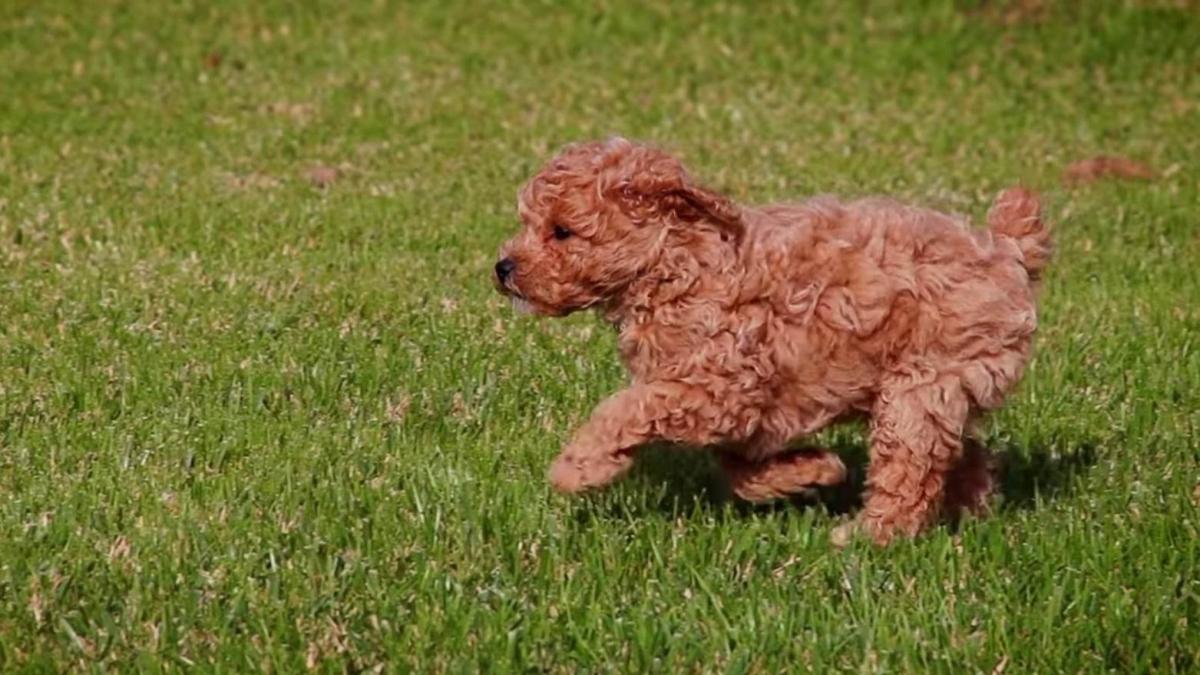 caine-femeie-sibiu_53944000