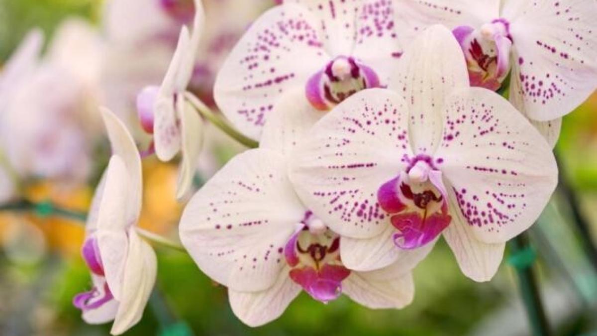 ai-cumparat-o-orhidee--iata-ce-trebuie-sa-faci-imediat--pentru-a-i-prelungi-inflorirea_13681400