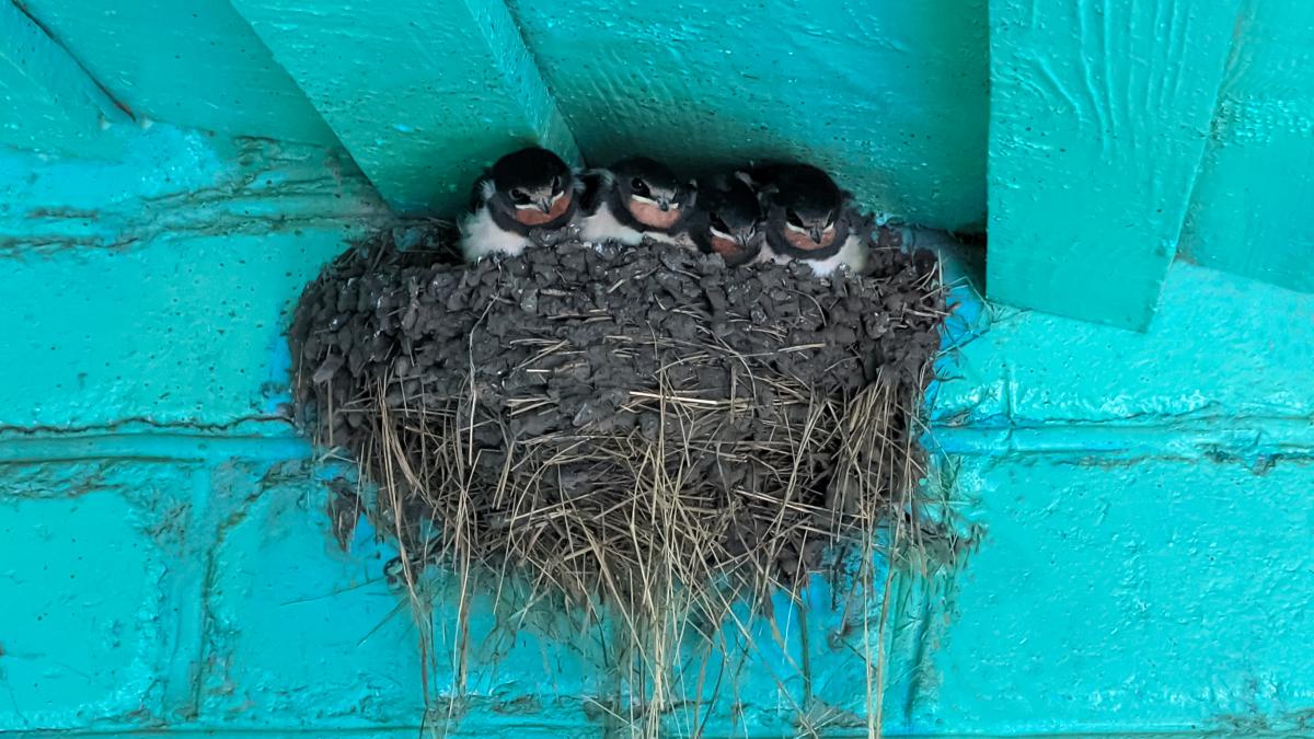 cuib-de-randunica_54506200