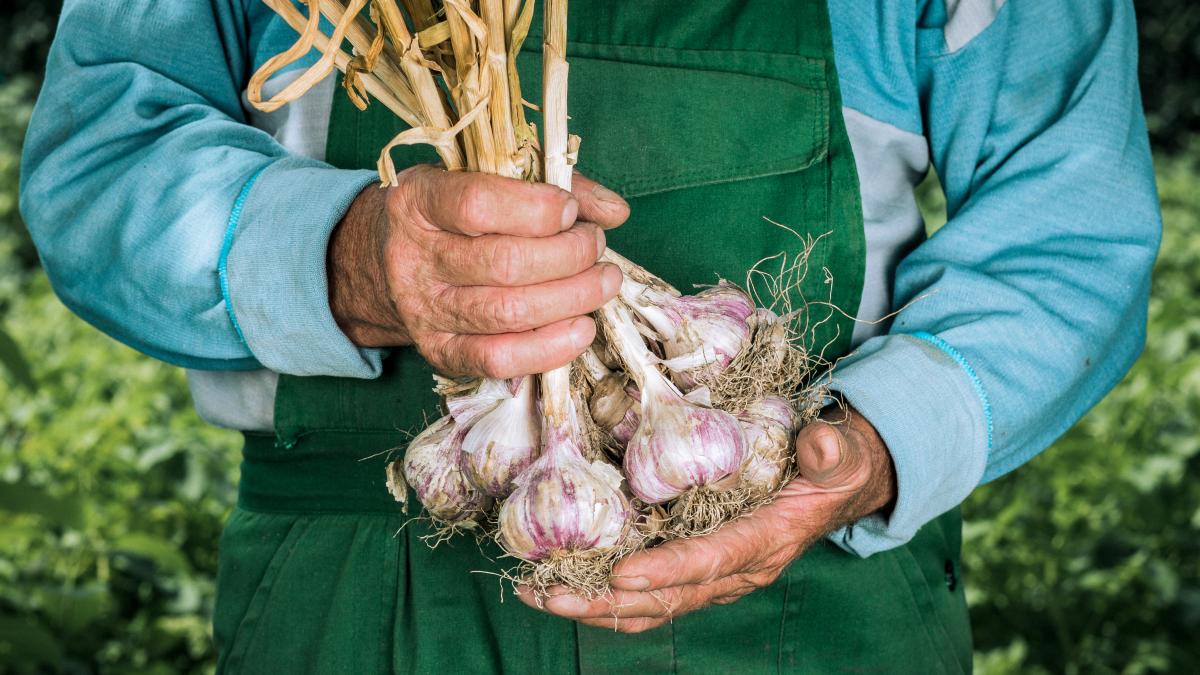 programul-usturoiul-2023_04824600