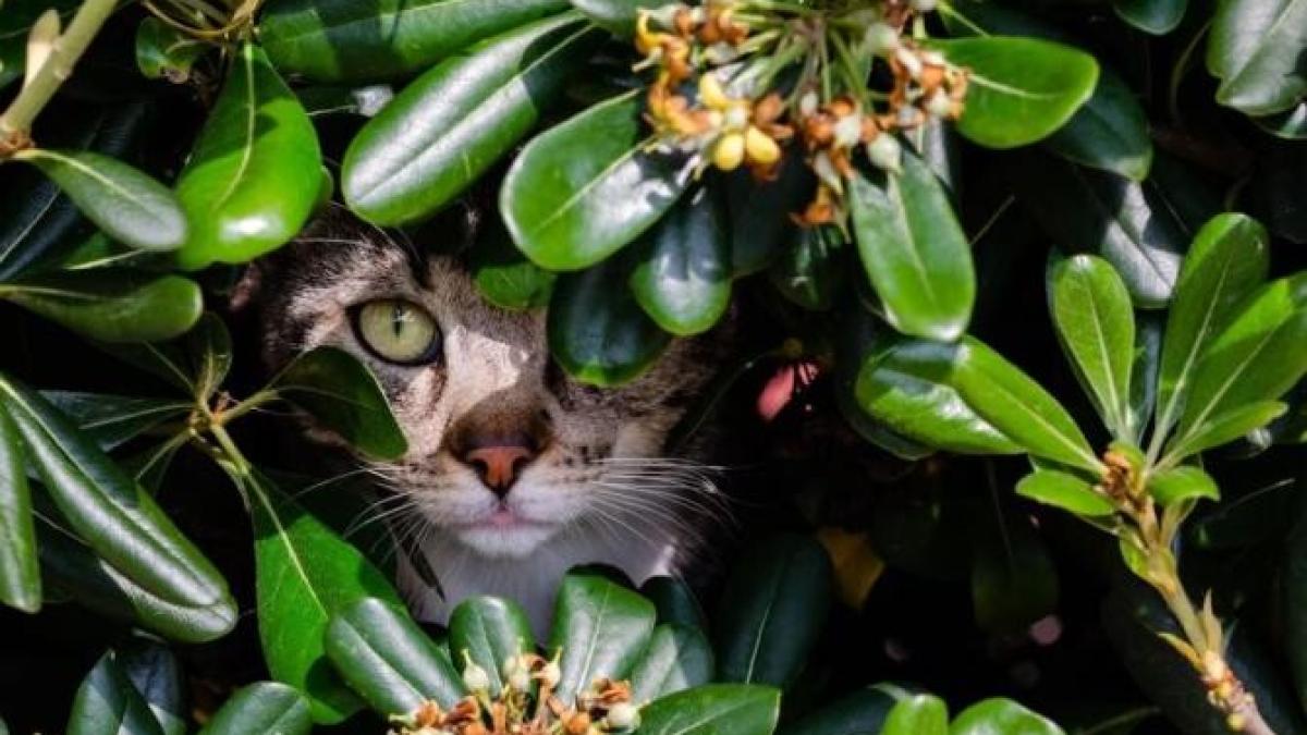 plantele-de-apartament--care-sunt-toxice-pentru-pisici--scapa-imediat-de-ele_93171700