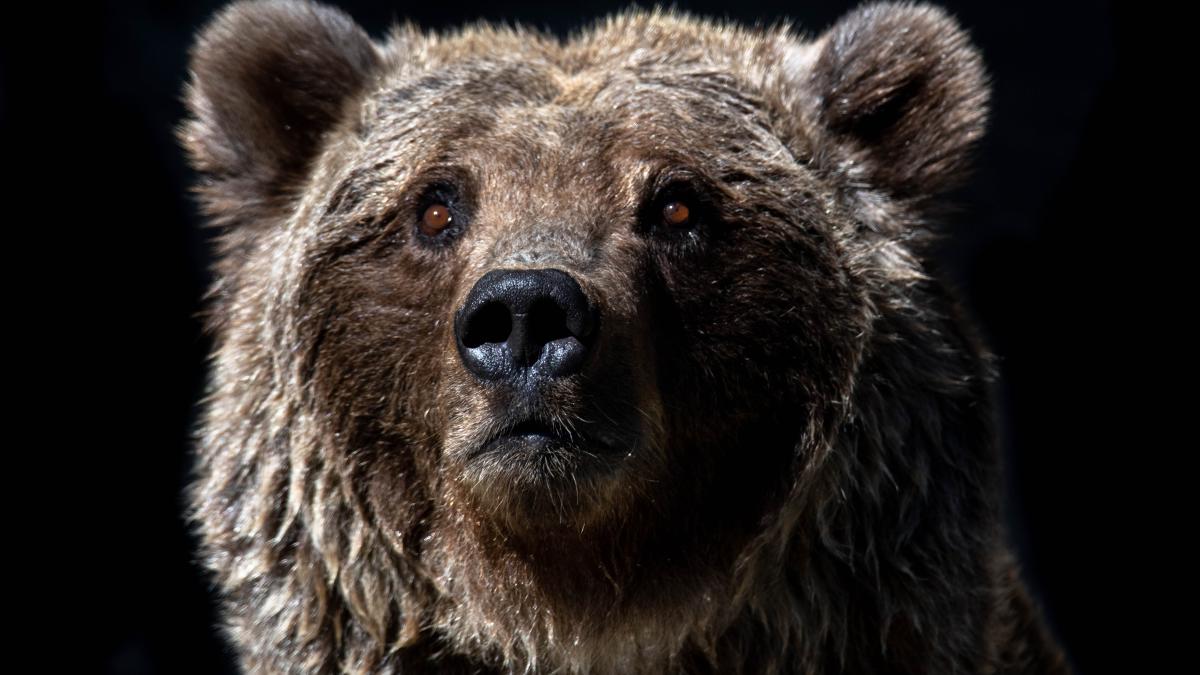 barbat-din-arges-atacat-de-urs_41264100