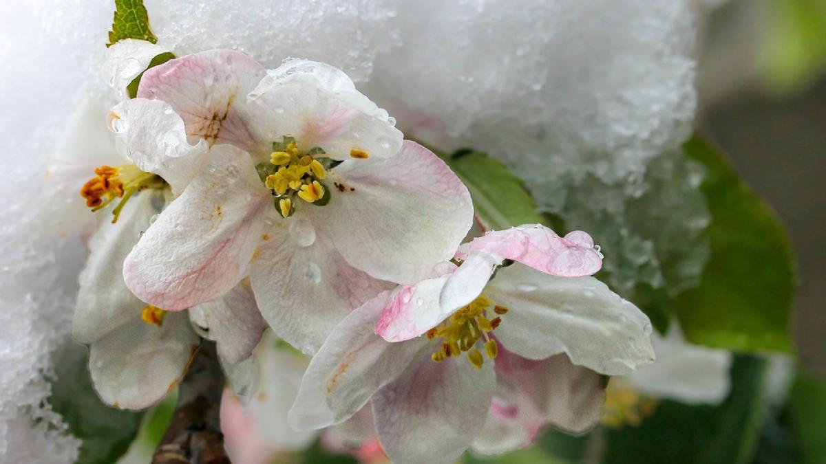 frog-anm-diana-giurgiu_45508400