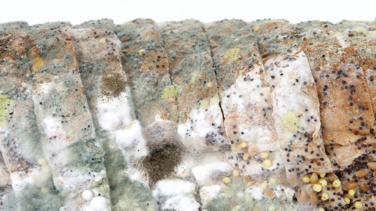 paine-mucegaita_68083500