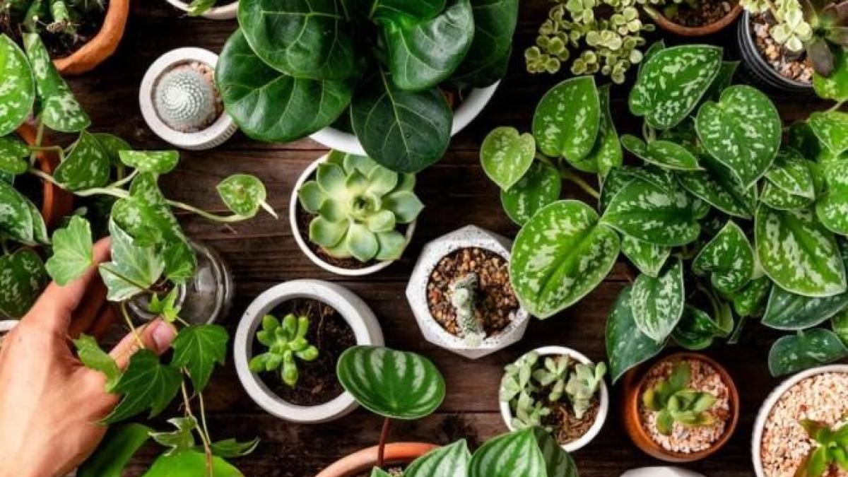 fertilizeaza-plantele-cu-ajutorul-unui-ingredient-de-bucatarie---vor-fi-sanatoase-si-vor-creste-rapid_46982600