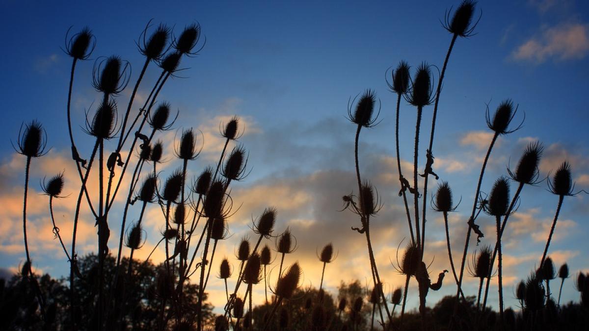 ciulini-plante-romania-piele_42176600