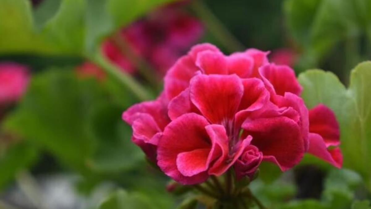 pune-o-picatura-de-iod-in-apa-si-muscata-de-pe-pervaz-va-inflori-abundent_40594600