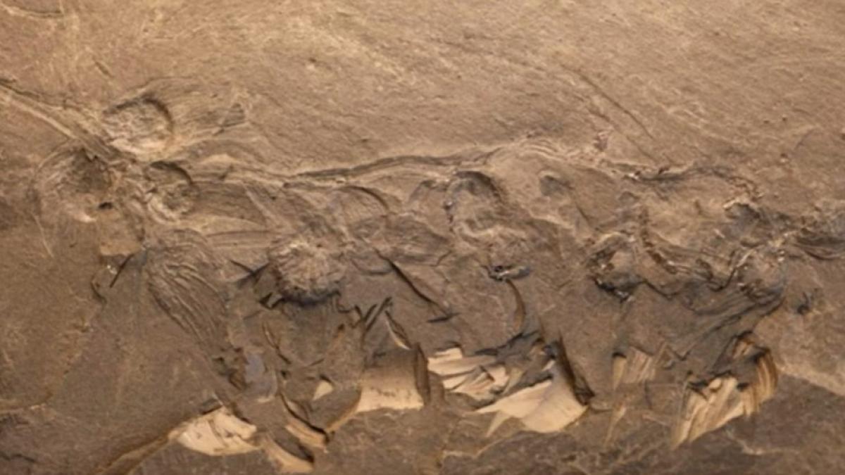 fosila-floare-veche-de-170-milioane-de-ani_22168100