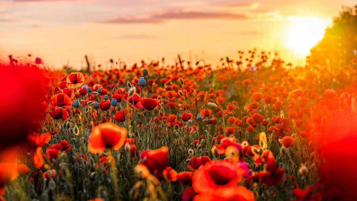 mac-afganistan-heroina_22268000