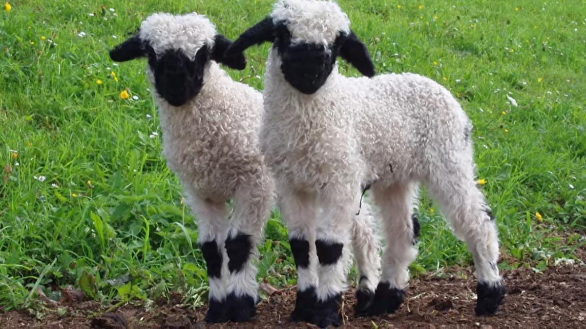 oaie-valais-black-nose_72440400