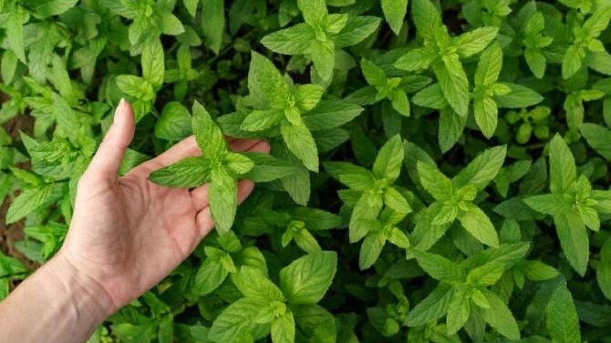 menta--o-planta-aromata-cu-o-mie-de-utilizari-si-beneficii--cum-se-planteaza-in-ghivece_42184100