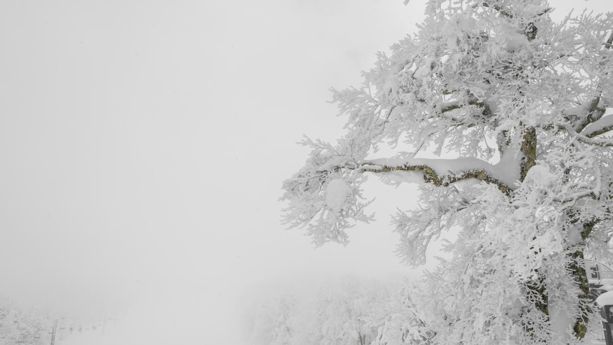 cod-rosu-de-viscol-si-ninsori-abundente--zonele-vizate_04825600