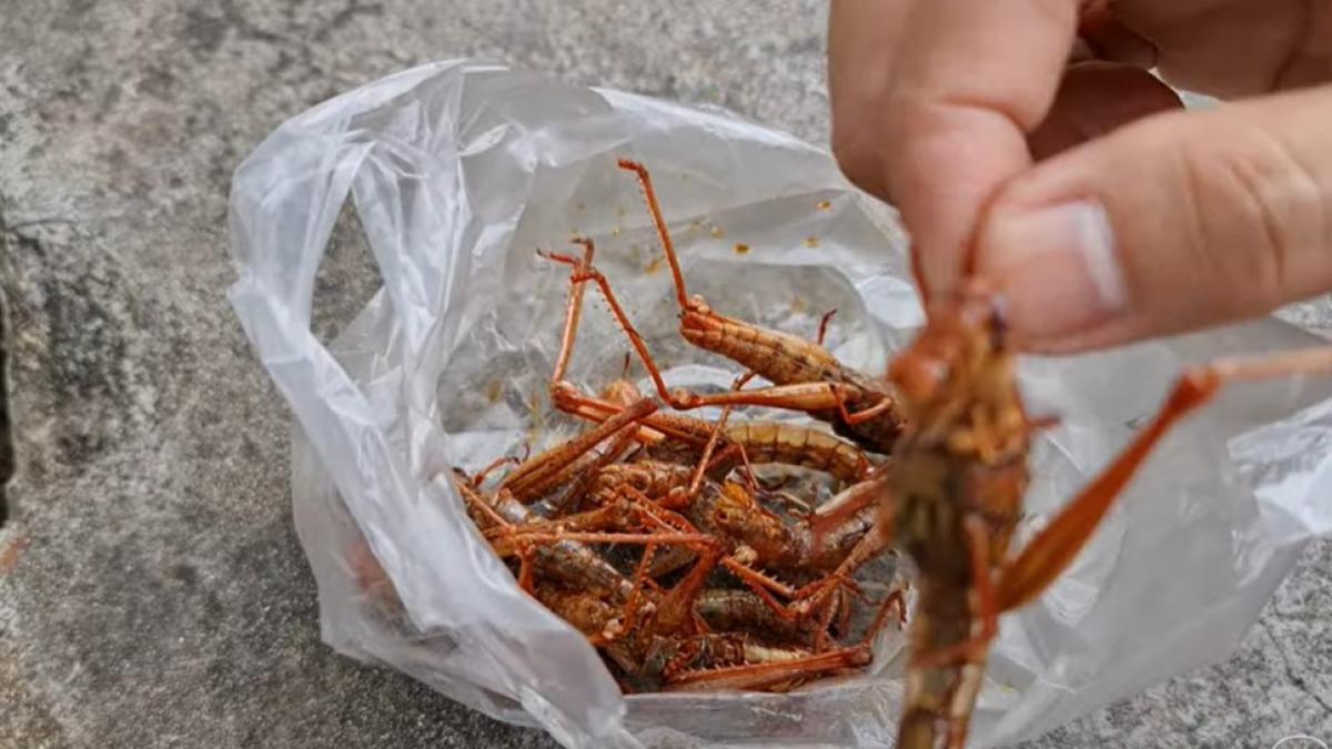 insecte-comestibile_72062100