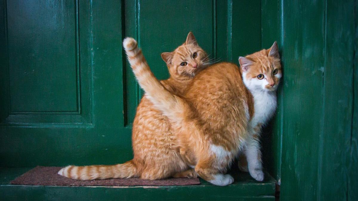 de-ce-pisica-vrea-sa-fuga-din-apartament_64865000