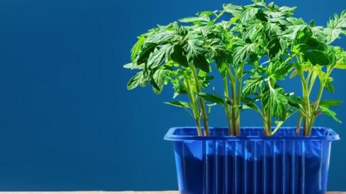 rasadurile-se-usuca-si-mor---iata-cateva-trucuri-simple-pentru-a-le-salva_79289700