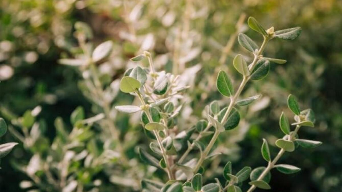 cimbrisorul-cu-aroma-de-lamaie-parfumeaza-toata-casa--cultiva-planta-si-nu-vei-regreta_42607800