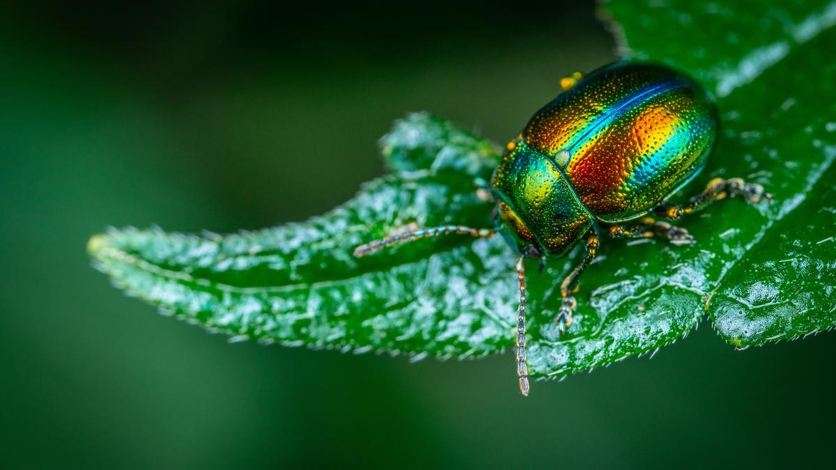 izolare-termica-celuloza-gandaci_62264400