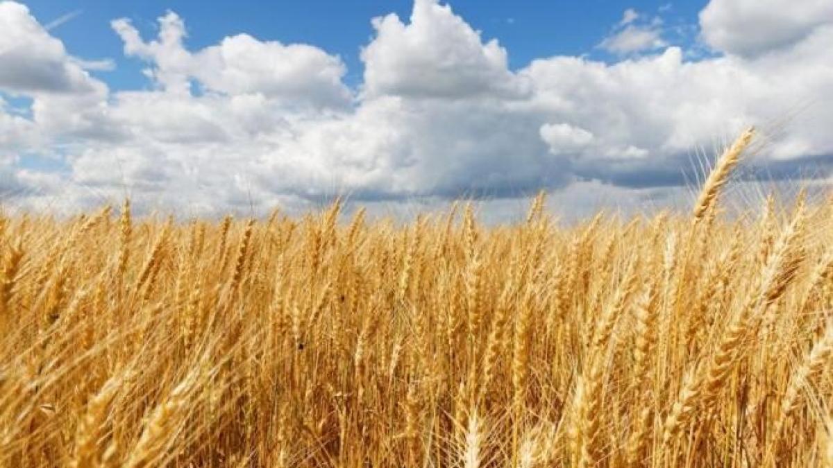 fermierii-din-cinci-tari-solicita-interzicerea-imediata-a-importurilor-de-produse-agricole-din-ucraina_98485400