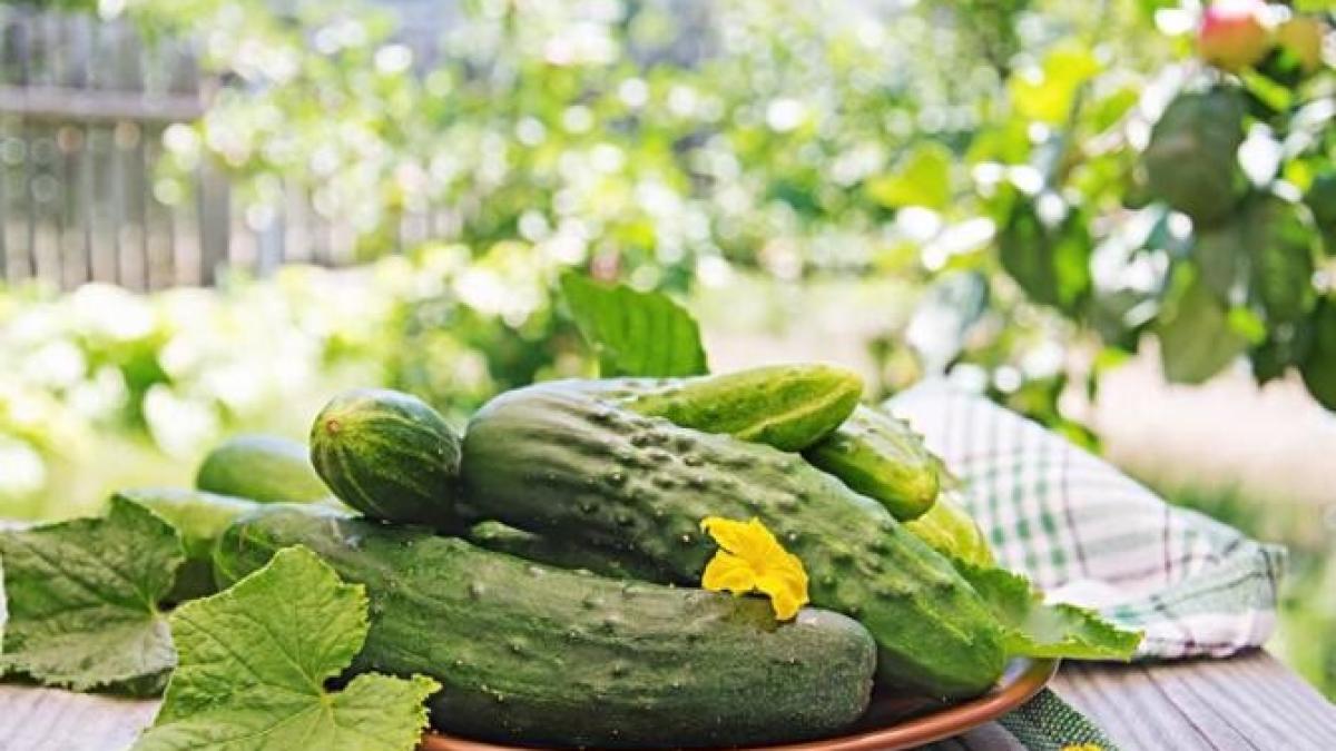 un-mod-neobisnuit-de-a-planta-dovlecei-si-castraveti-pentru-o-recolta-bogata_09575500