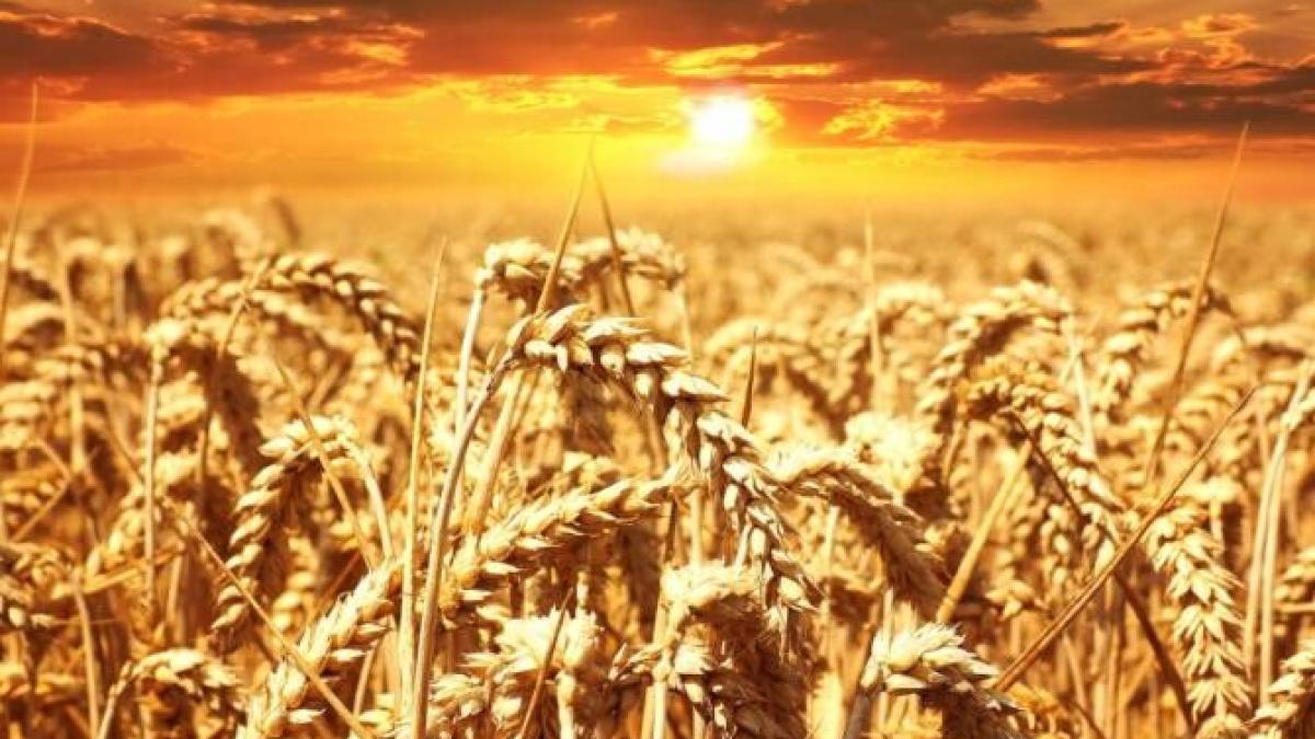 noi-controverse-cu-cerealele-ucrainene--ue--deranjata-de-deciziile-poloniei-si-ungariei_06301900