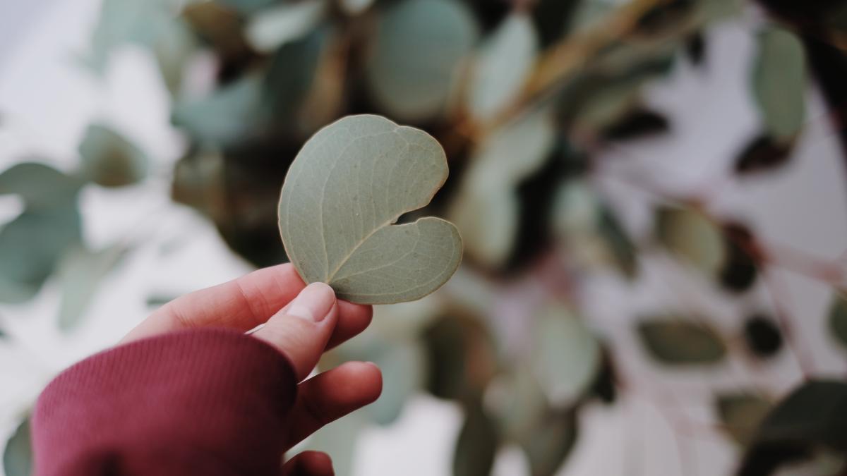 eucalipt-spania_47369900