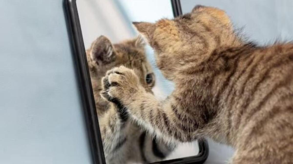 ce-vad-pisicile-cand-se-uita-in-oglinda--raspunsul-te-va-surprinde_59117400