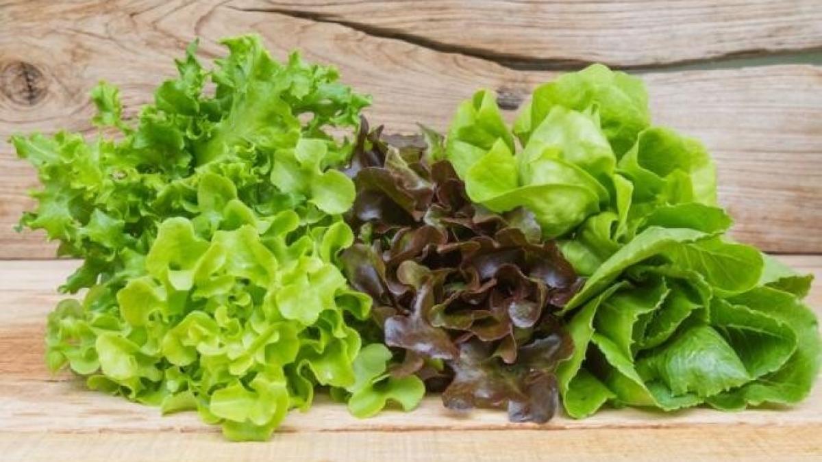 cum-sa-cresti-salata-verde-pe-pervaz--sfaturi-simple-pentru-gradinarii-incepatori_98626100