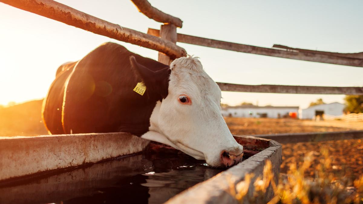 bani-pentru-crescatorii-de-vaci_67148900