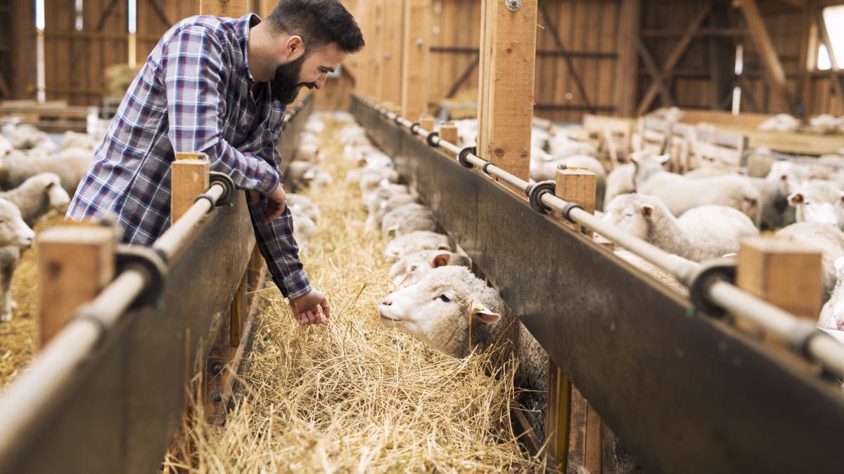 livestock-farmer-sheep_79282200