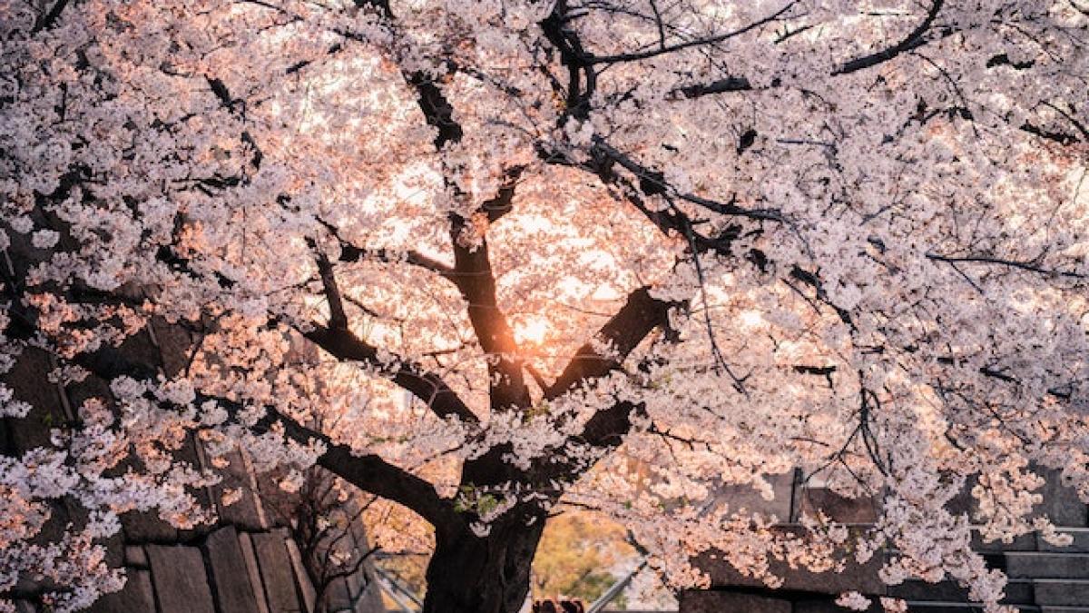 vremea-anm-o-luna_10303500