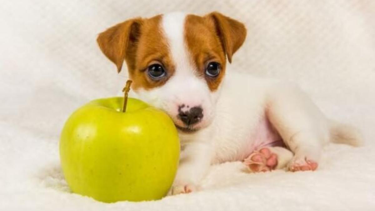 ce-fructe-pot-manca-cateii--lista-te-va-surprinde_32698000