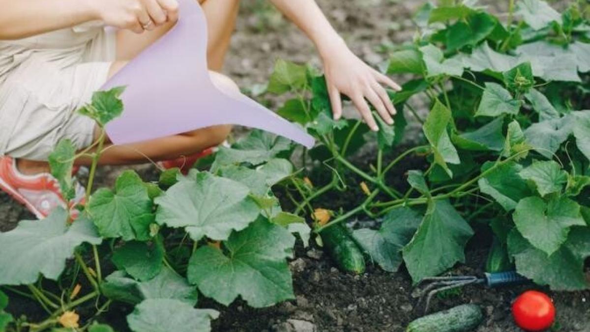 cum-sa-cresti-castraveti-in-apa-clocotita--o-modalitate-rapida-pentru-germinarea-semintelor_94563800