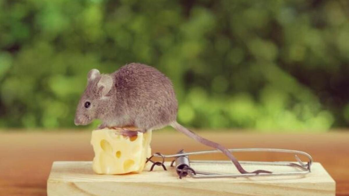 planteaza-cateva-plante-in-gradina-si-soarecii-vor-disparea-pentru-totdeauna_94677400