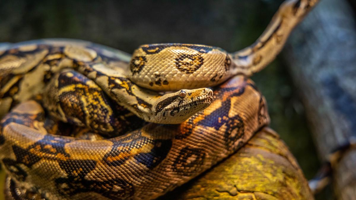 pexels-diego-madrigal-2062316_42682100