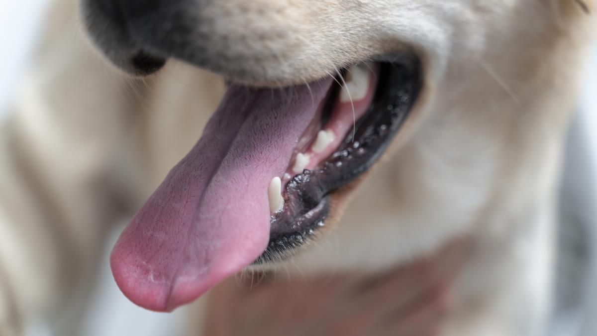 close-up-cute-dog-with-tongue-out_78965800