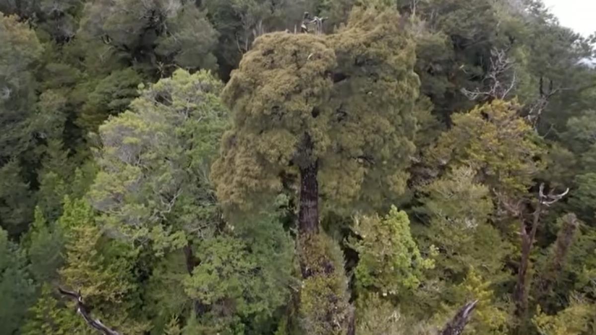 strabunicul--cel-mai-batran-copac-din-lume_41841500