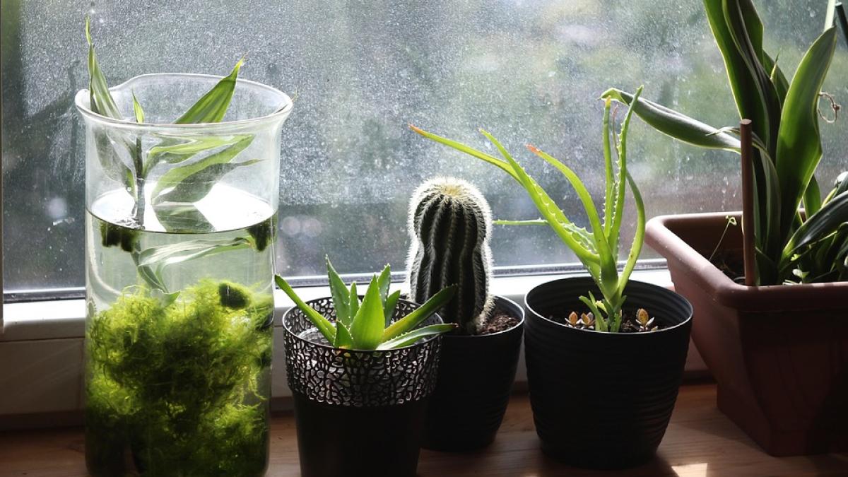 flori-apartament_98659800