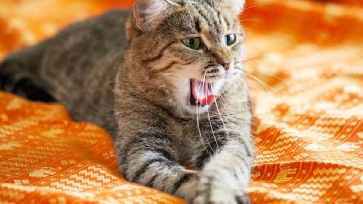 pisica-te-trezeste-noaptea--iata-cum-ii-poti-schimba-comportamentul_76100300