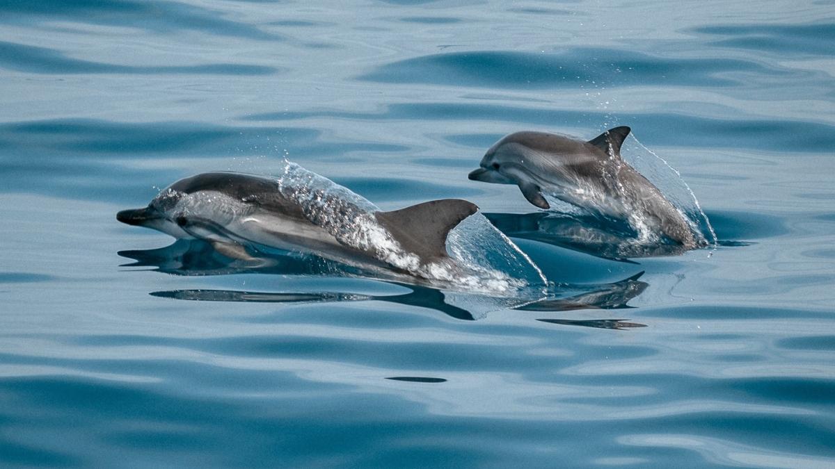 delfinii-filmati-in-dunare-la-sulina_68934800