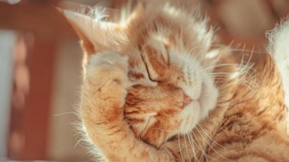 ce-se-intampla-cu-o-persoana-care-mangaie-o-pisica--cateva-lucruri-surprinzatoare-_69462600