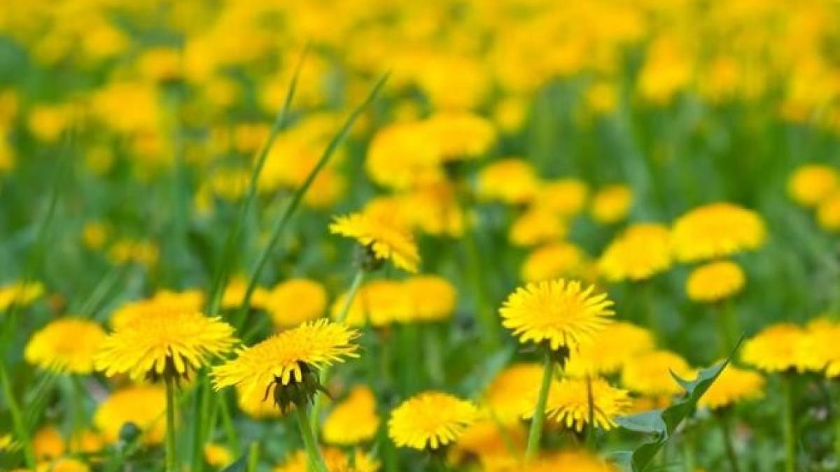 papadia-ajuta-indepartarea-pungilor-de-sub-och-i-cateva-trucuri-de-frumusete_29105300