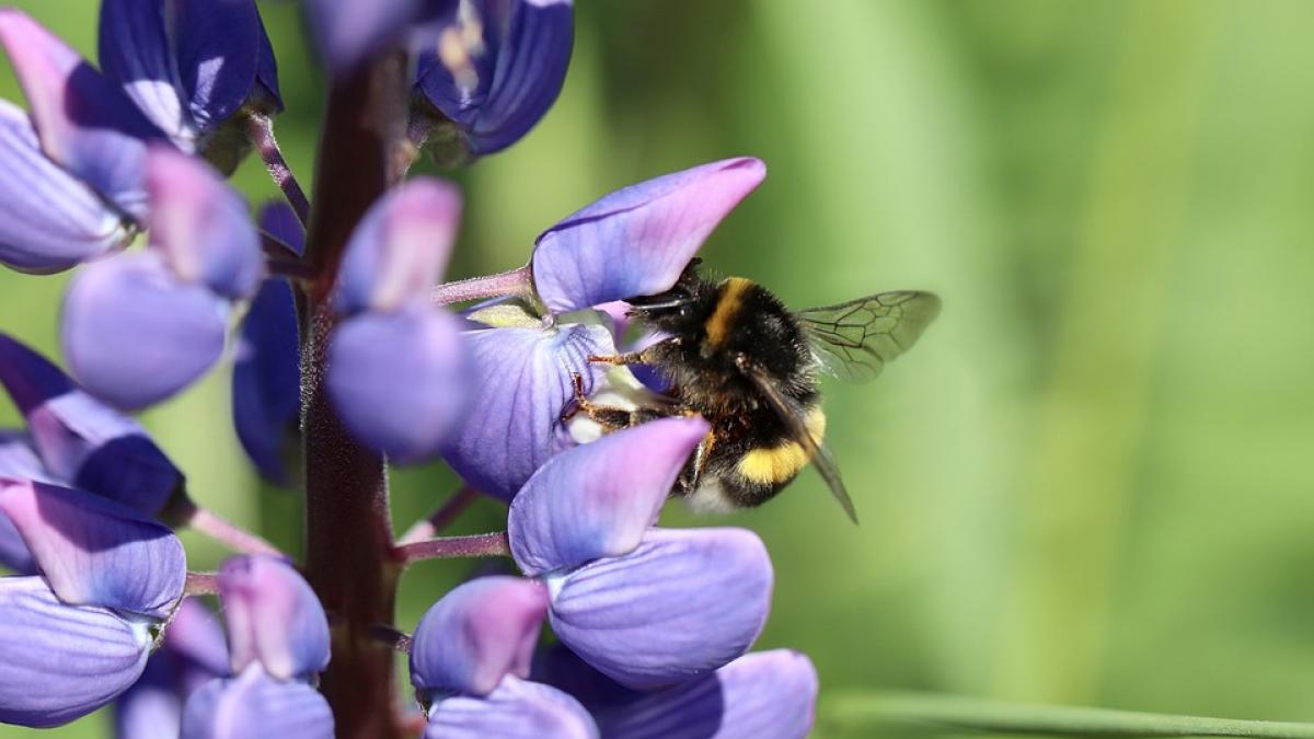 lupin-carne-alimente_67682900