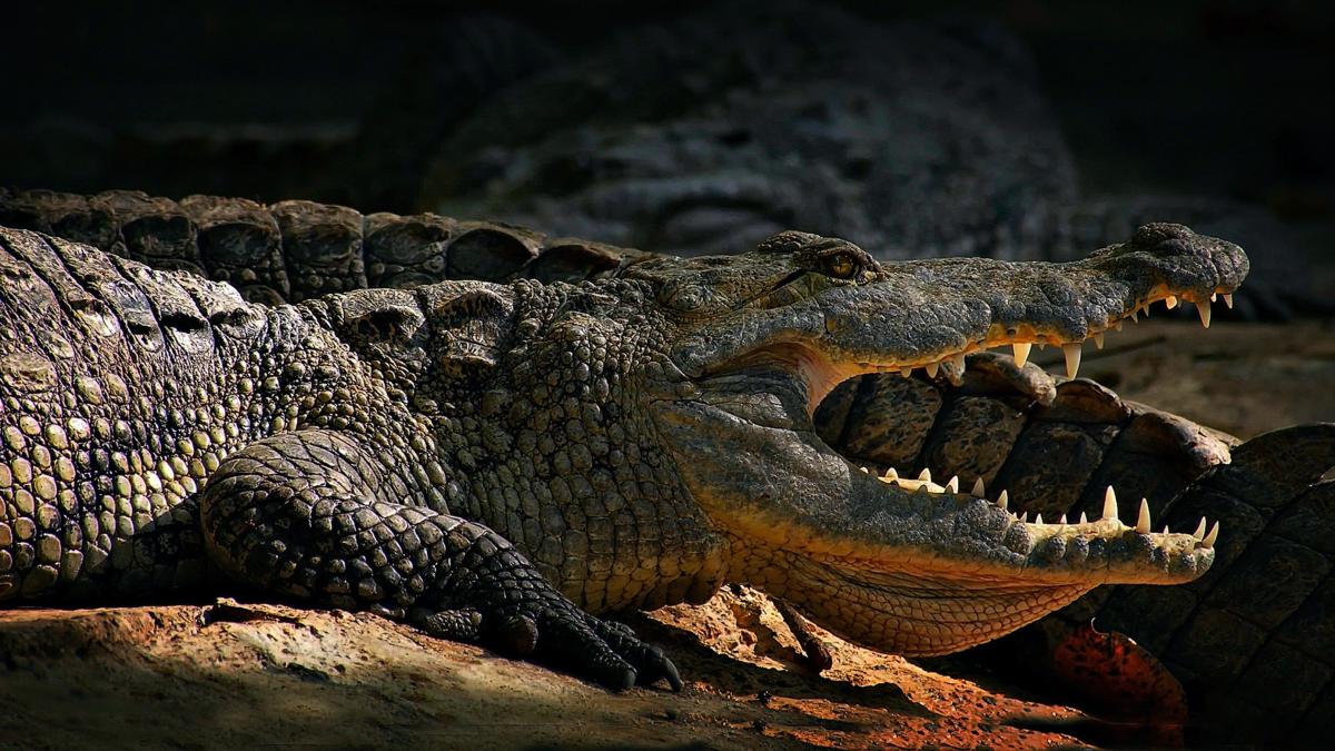 crocodil_36969500